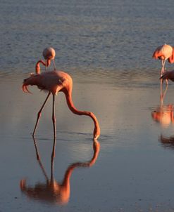 A21C6439 Greater Flamingo, Phoenicopterus Roseus