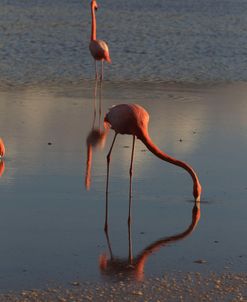 A21C6443 Greater Flamingo, Phoenicopterus Roseus