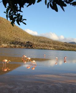 AV4C4593 Greater Flamingo, Phoenicopterus Roseus