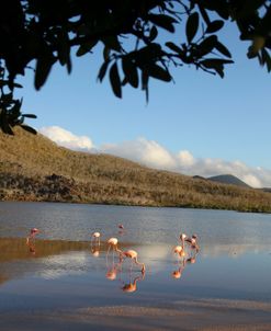 AV4C4594 Greater Flamingo, Phoenicopterus Roseus