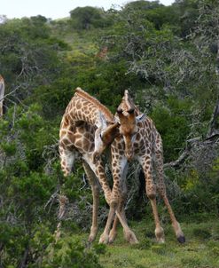 1Z5F9119 Giraffe, SA