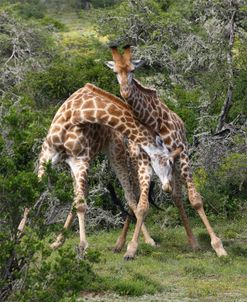 1Z5F9131 Giraffe, SA