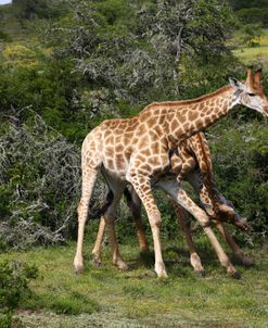 1Z5F9133 Giraffe, SA