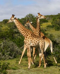 1Z5F9184 Giraffe, SA