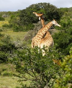 1Z5F9186 Giraffe, SA