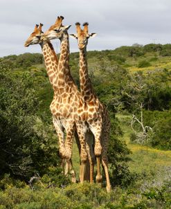 1Z5F9217 Giraffe, SA