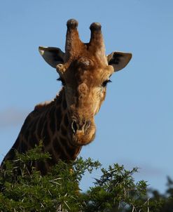 A21C3109 Giraffe, SA