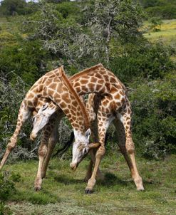 1Z5F9145 Giraffe, SA