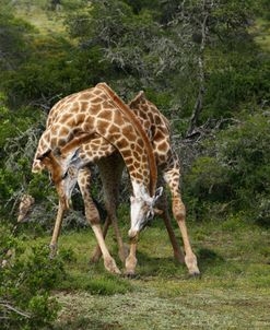 1Z5F9165 Giraffe, SA