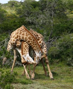 1Z5F9169 Giraffe, SA