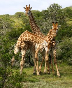 1Z5F9172 Giraffe, SA