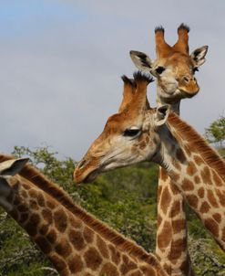 A21C3326 Giraffe, SA