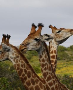 A21C3342 Giraffe, SA