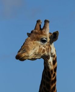 A21C3113 Giraffe, SA