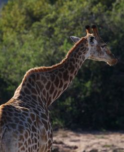 A21C3134 Giraffe, SA