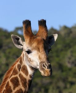 A21C3972 Giraffe, SA