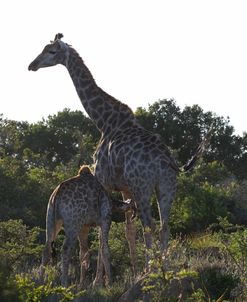 A21C4001 Giraffe, SA