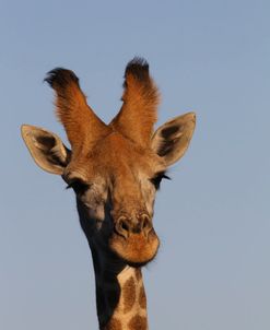 A21C4005 Giraffe, SA