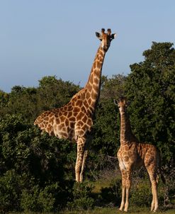 A21C3773 Giraffe & Youngster, SA
