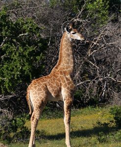 A21C3775 Giraffe Calf, SA