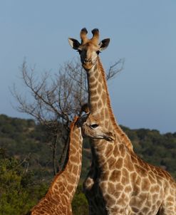 A21C3819 Giraffe, SA