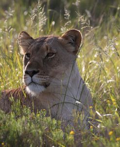 CQ2R6671 Lioness, SA