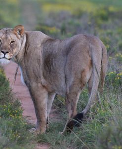 CQ2R6705 Lioness, SA