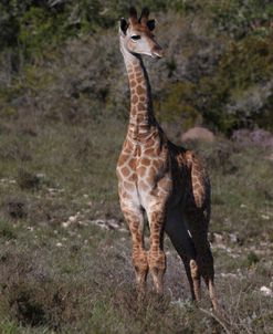 CQ2R6459 Giraffe, SA
