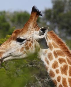 CQ2R7165 Giraffe, SA