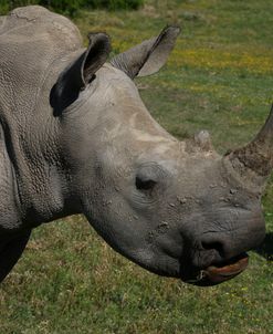 1Z5F9426 White Rhinoceros, SA