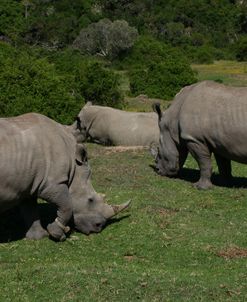 1Z5F9430 White Rhinoceros, SA