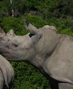 1Z5F9438 White Rhinoceros, SA