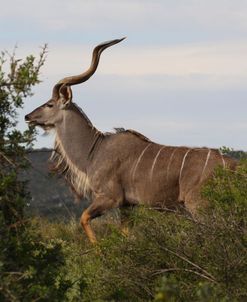 A21C2743 Kudu, SA