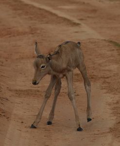 A21C2753 Red Hartebeest Calf, SA