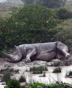 1Z5F9086 White Rhinoceros, SA
