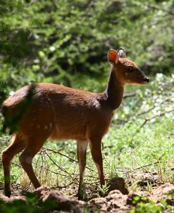 1Z5F9226 Bushbuck, SA