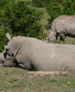 1Z5F9407 White Rhinoceros, SA