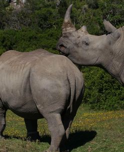 A21C3802 White Rhinoceros, SA