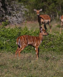 A21C3807 Nyala Calf, SA