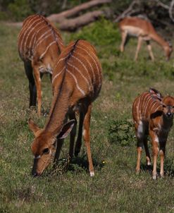 A21C3811 Nyala & Calf, SA