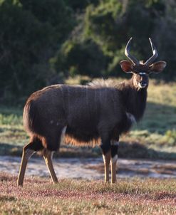 A21C3881 Nyala, SA