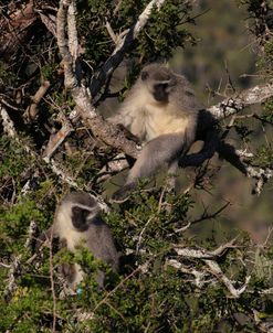 A21C3887 Vervet Monkeys, SA