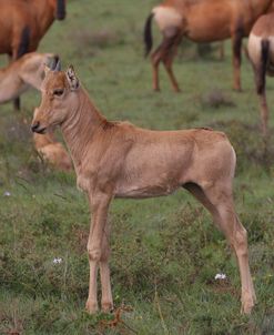 A21C2758 Red Hartebeest Calf, SA