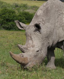 A21C2781 White Rhinoceros, SA