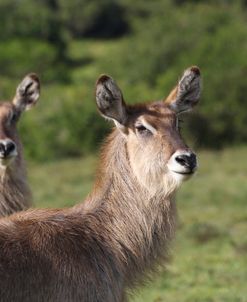 A21C2790 Waterbuck, SA