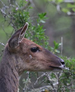 A21C3192 Bushbuck, SA