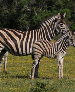 A21C4110 Zebra – Burchells & Foal, SA