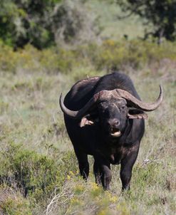 CQ2R6462 Cape Buffalo, SA