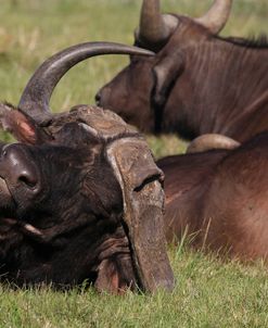 A21C3915 Cape Buffalo, SA