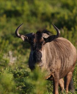 A21C4039 Wildebeest, SA